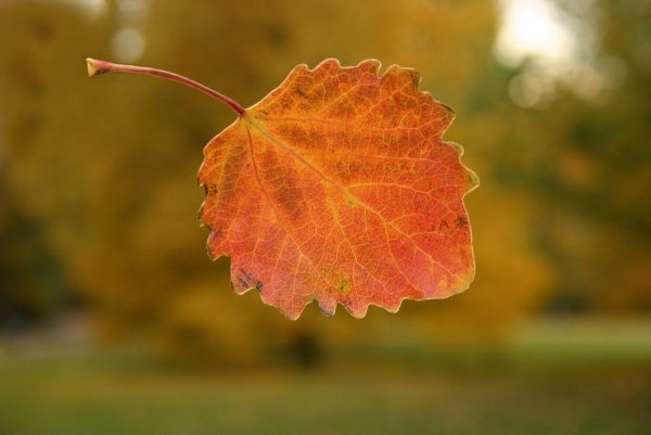 Осенние листья