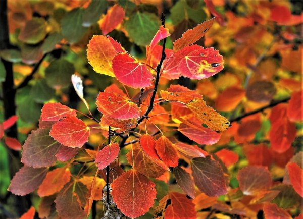 Листья осины осенью