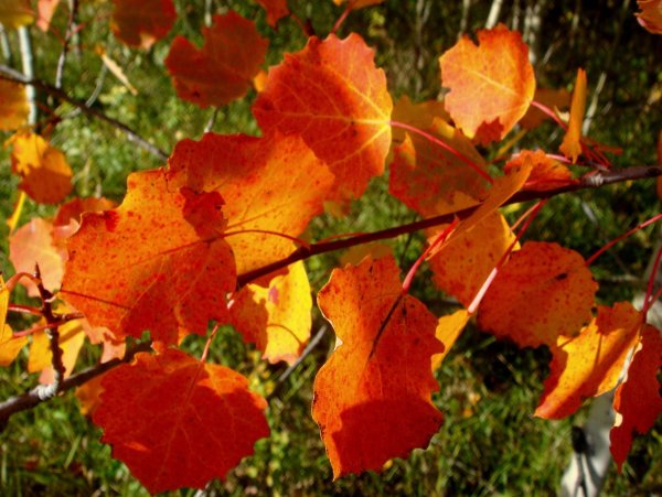 Багрянец осин