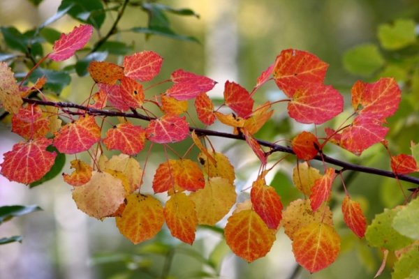 Осенние листья осины и тополя