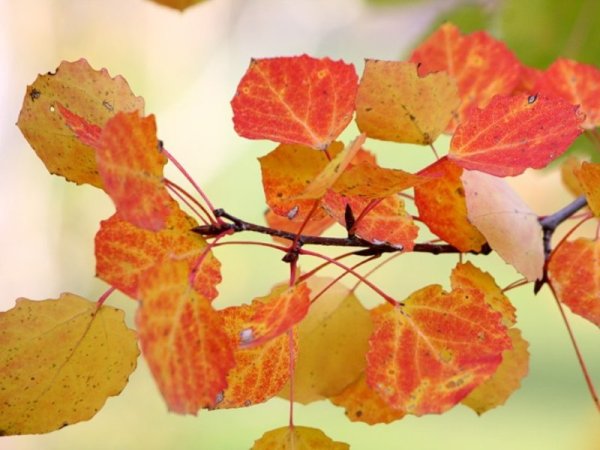 Осенние листья осины и тополя