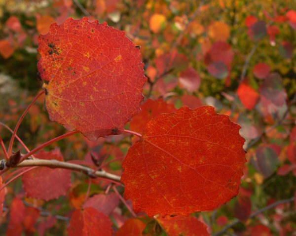 Рябина осина клен осенью