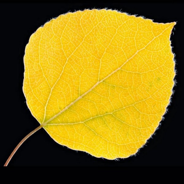 Осенние листья тополя