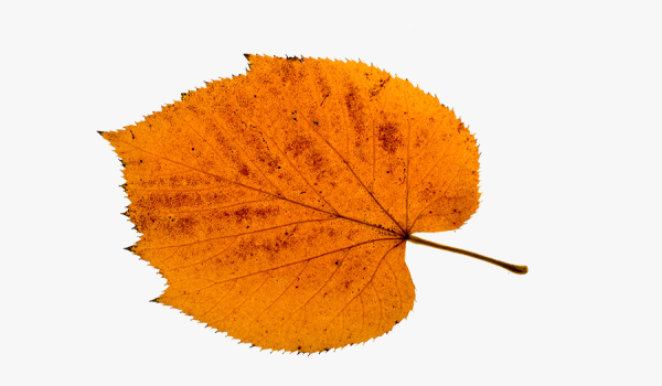 Осенние листья липы