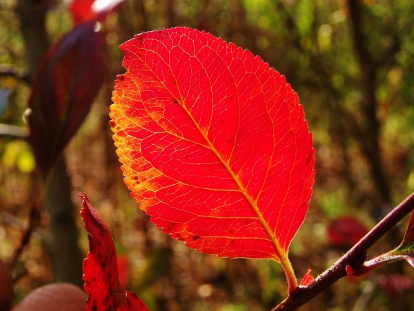 Листочки осины осенью