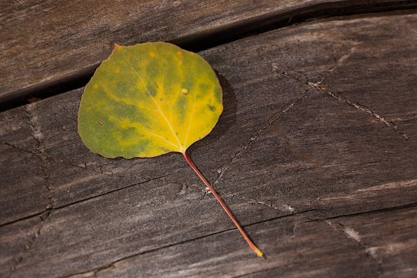 Листики деревьев