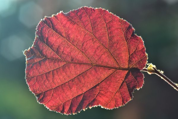 Листок осины