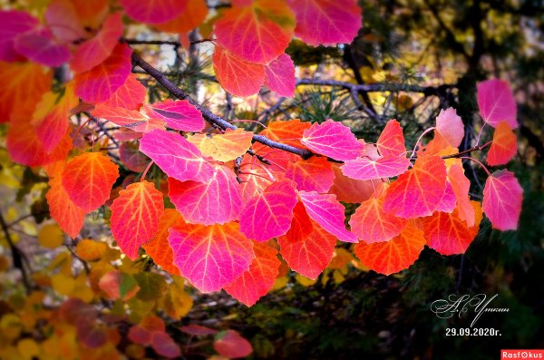 Осенние листочки осины