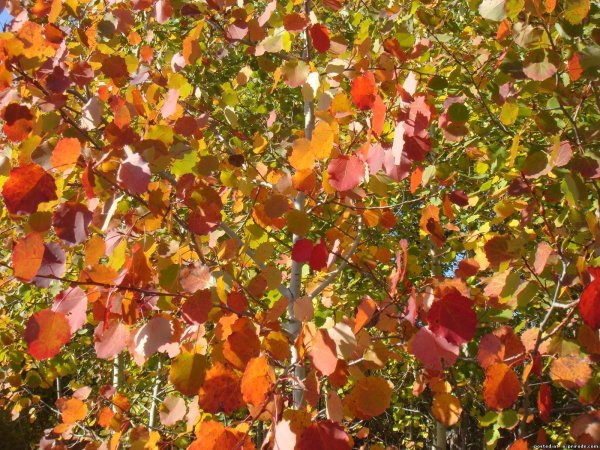 Осенняя осина