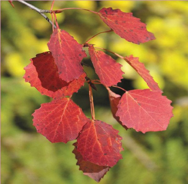 Тополь дрожащий лист