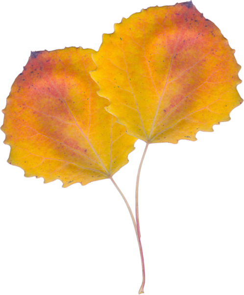 Осиновый лист