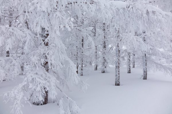 Снежный лес