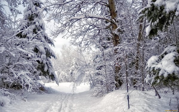 Снежный лес