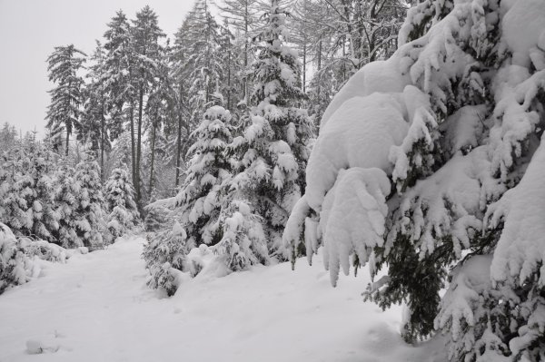 Зимний лес