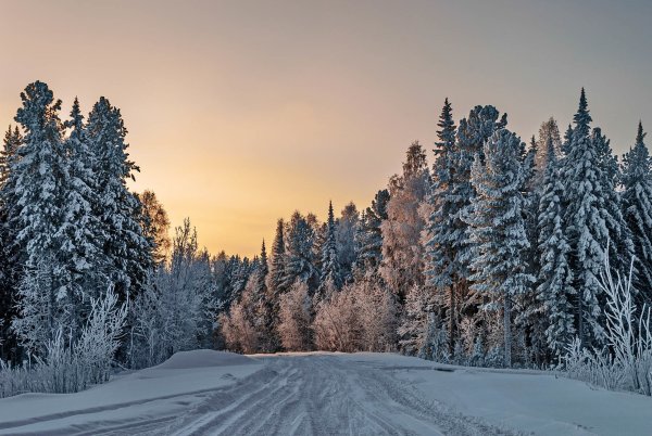 Заснеженный лес
