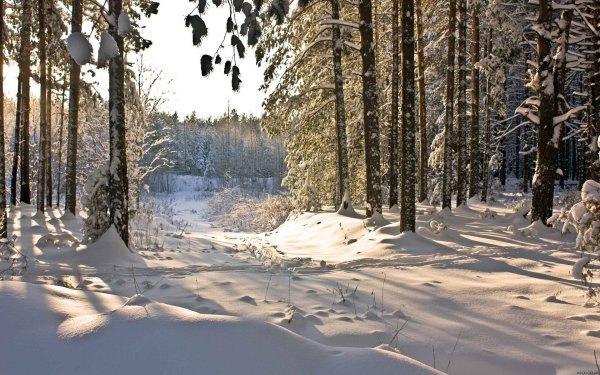 Заснеженный лес