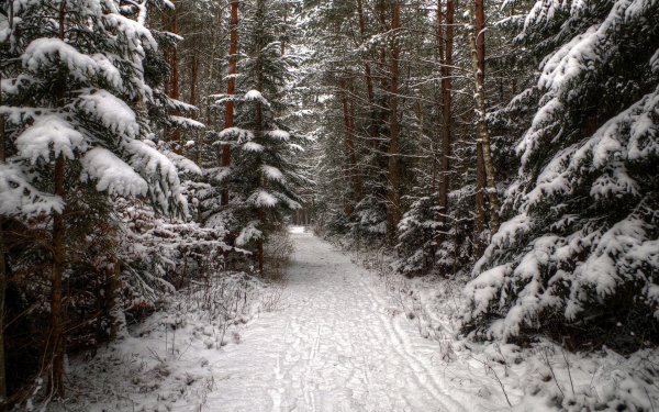Тропинка в зимнем лесу