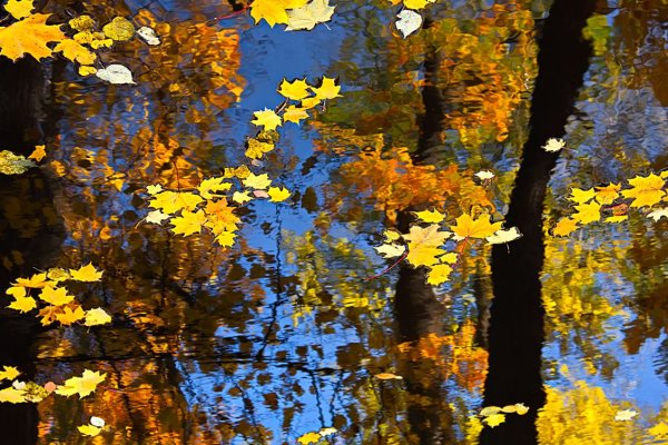 Осень листопад