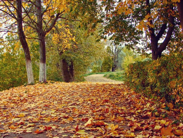 Осень листопад