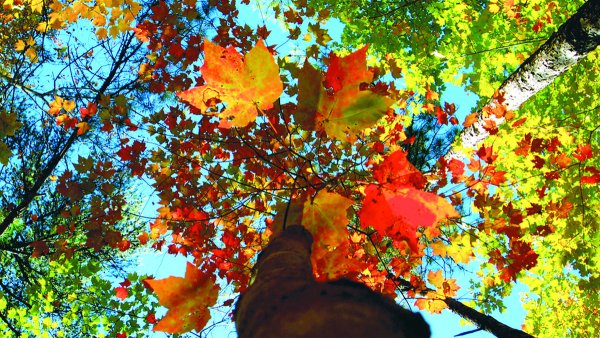 Яркий осенний листопад