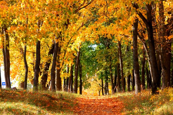 Клинцы парк осенью