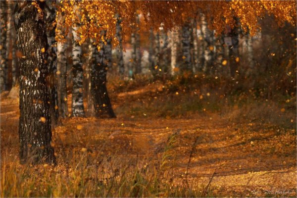 Листопад в лесу