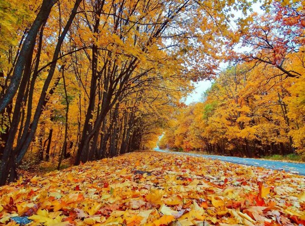 Октябрь листопад