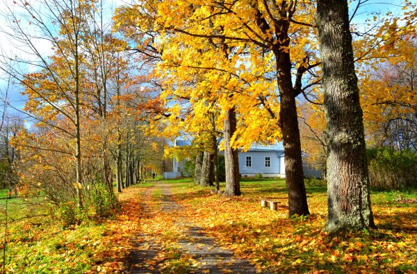 Осень Листопадная