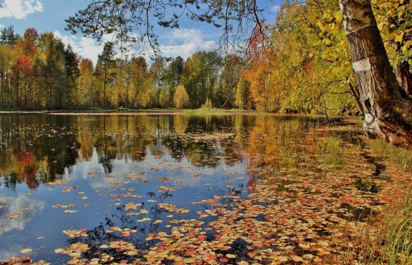 Осенняя природа листопад