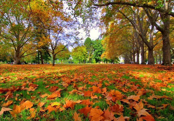 Осенний листопад