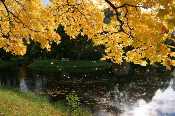 Осенний листопад