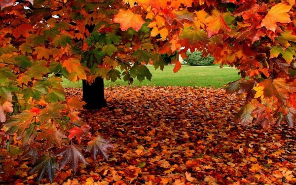 Осень листопад