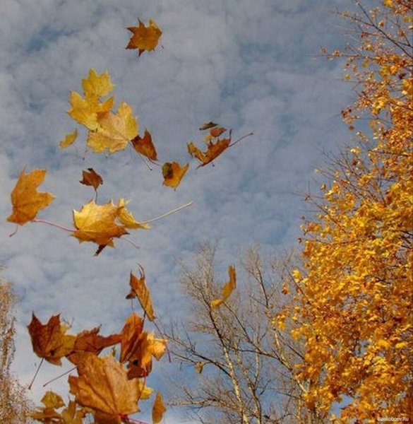 Осень листопад