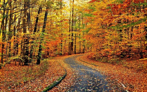 Осенний листопад