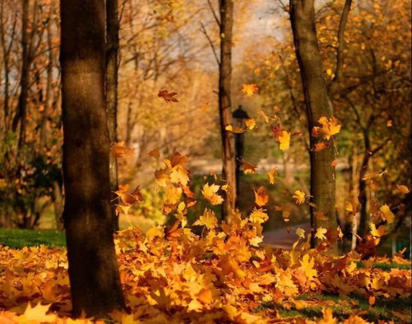 Осень листопад