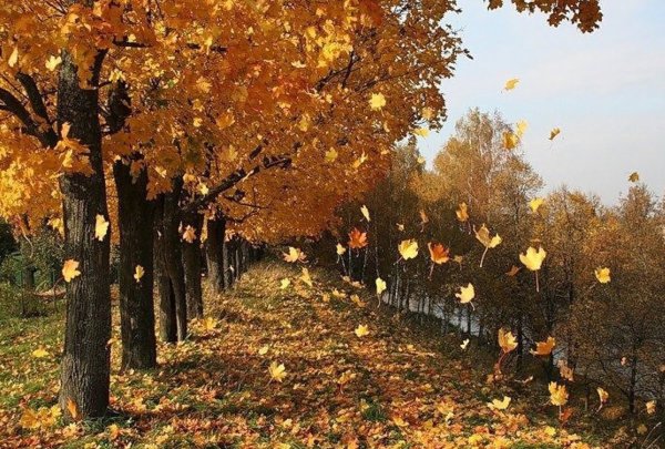 Падающие листья