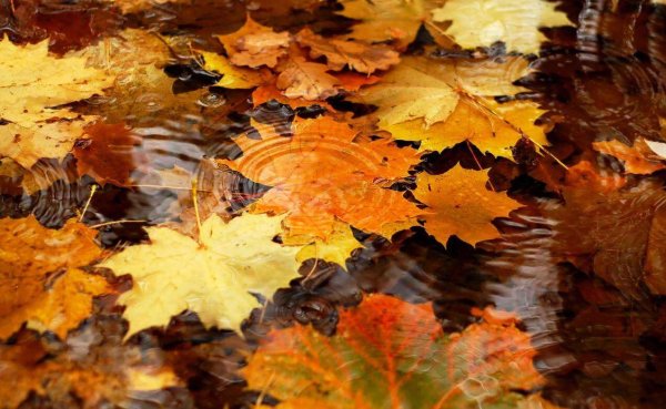 Теплая погода осень