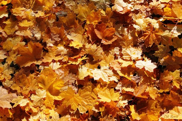 Осень листопад