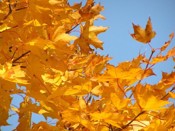 Листопад желтые листья