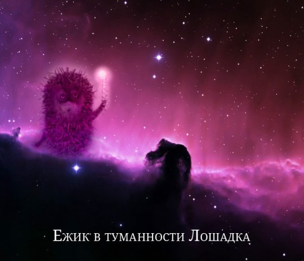 Ежик в космосе