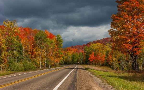 Лес осень дорога сбоку