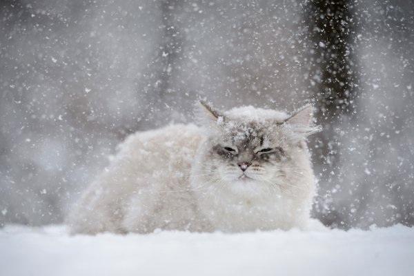 Аляскинский снежный кот