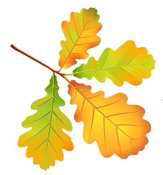 Осенние листья