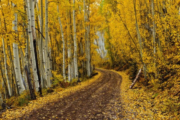 Осенний лес