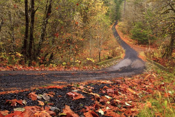 Дорога в осень