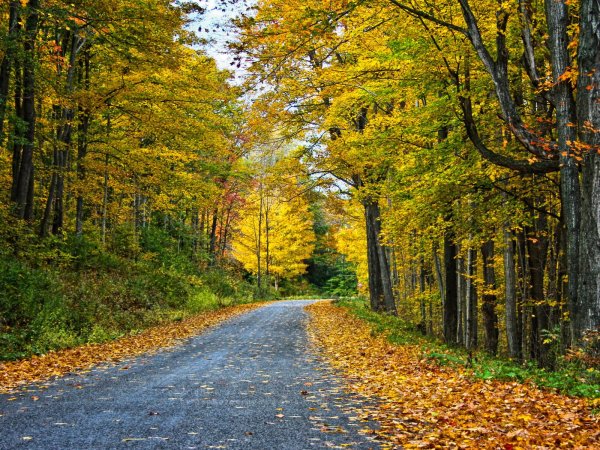 Осенняя дорога в лесу