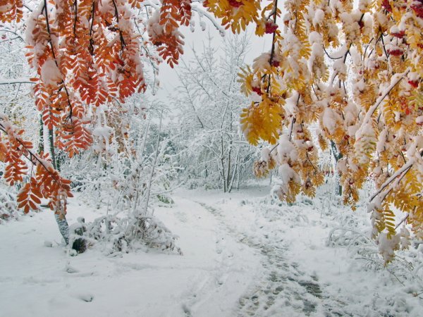 Снег осенью