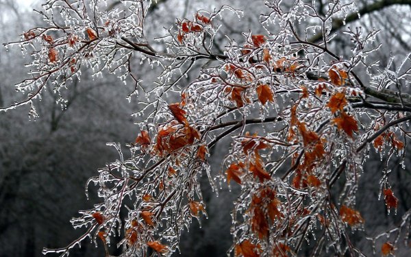 Поздняя осень