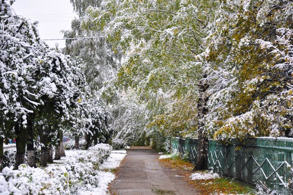 Первый снег в городе