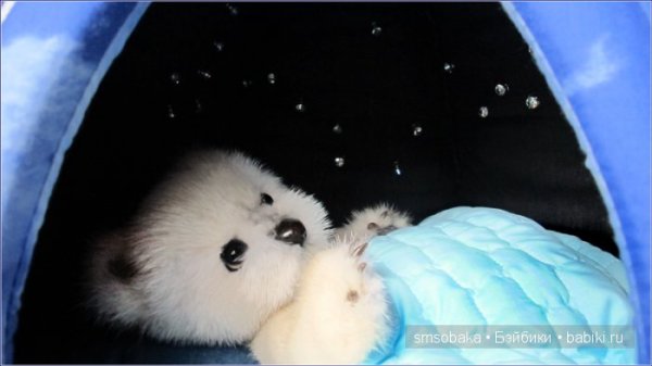 Игрушка поет колыбельную медведицы